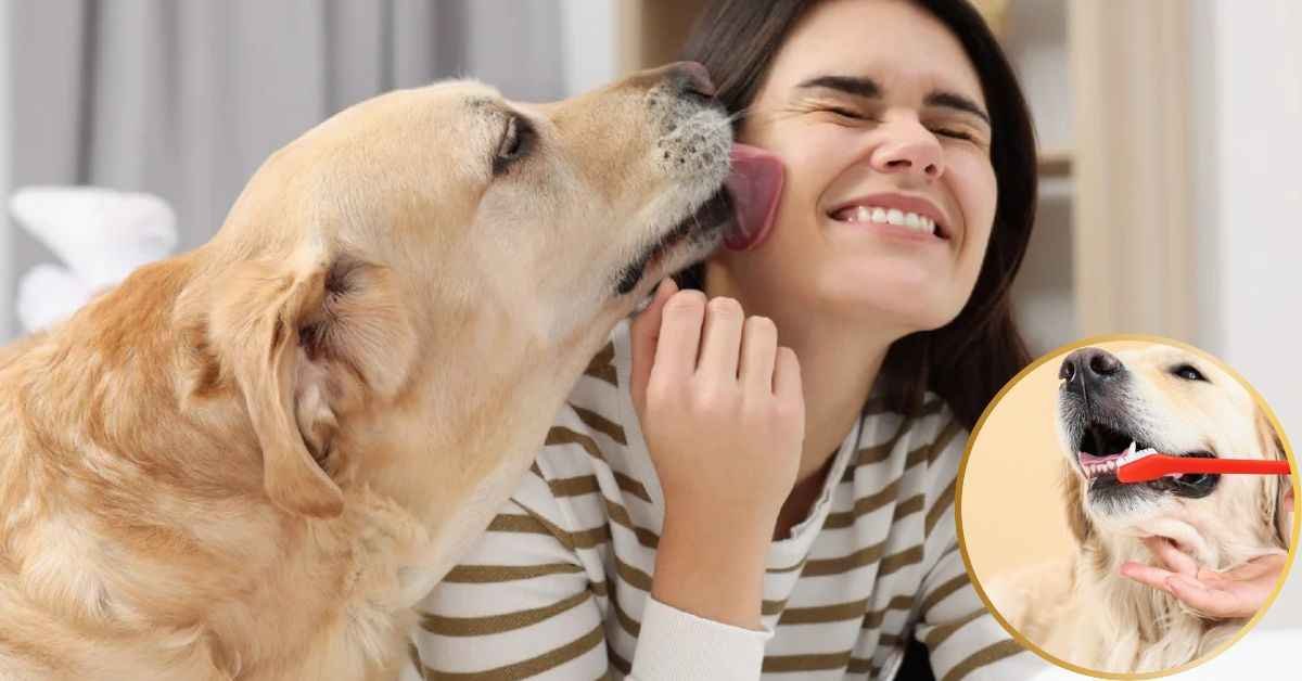 Home Remedies to Prevent Doggy Halitosis